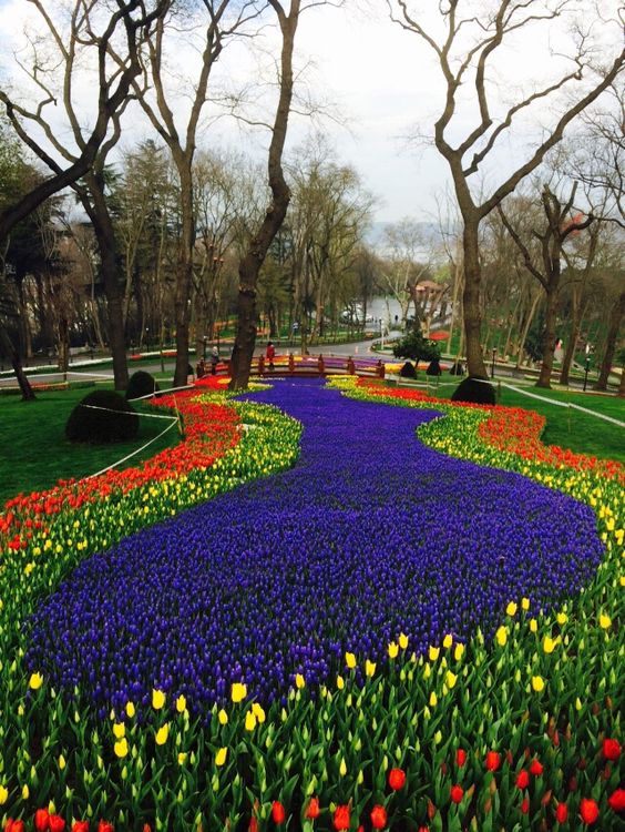 Tulips in Emirgan park Istanbul,Turkey