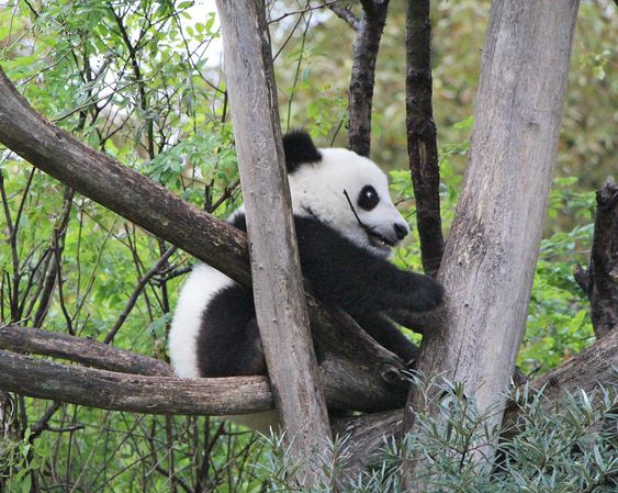 Vienna zoo tourist attraction in Vienna