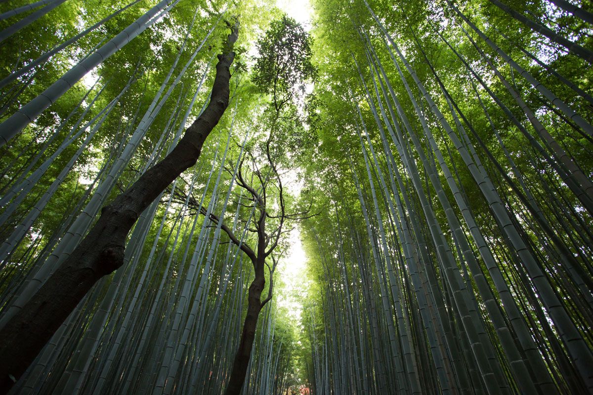The density of Arashiyama Bamboo Grove