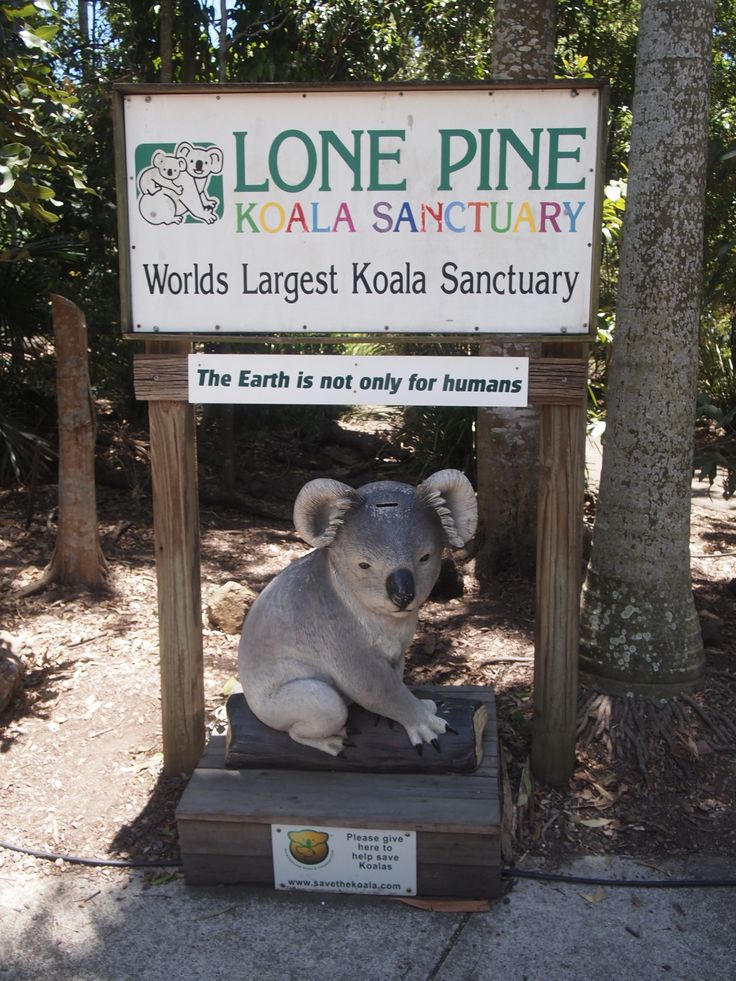 Lone Pine Koala Sanctuary