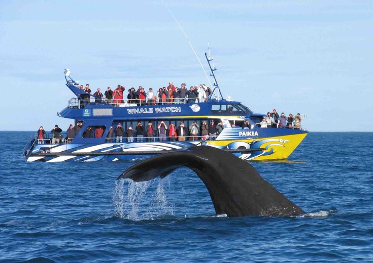 Whale Watching is a rare activity in New Zealand