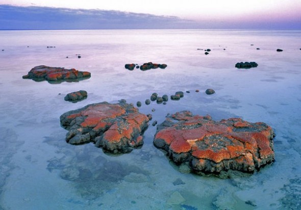 Shark Bay World Heritage Area, Western Australia