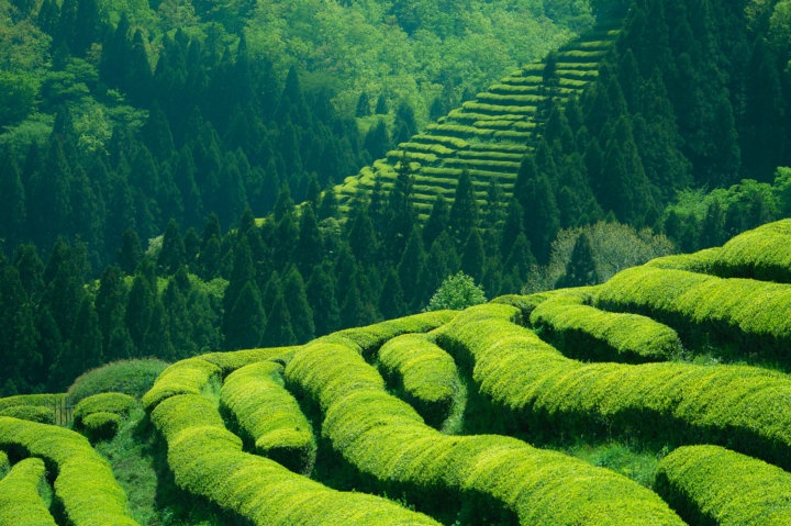 Boseong Tea Field