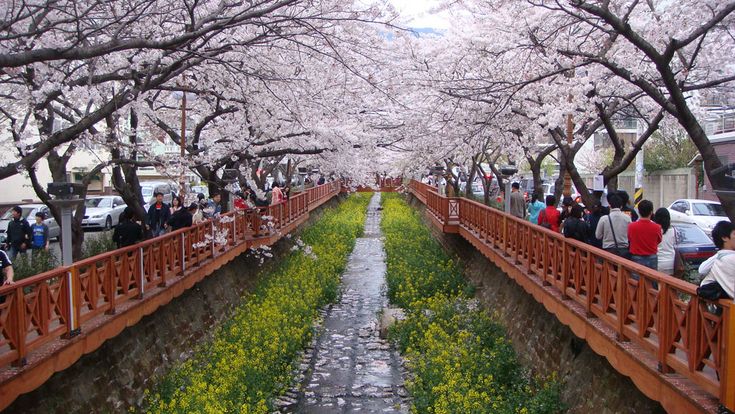 Jinhae Gunghaje Festival