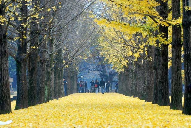 Nami Island