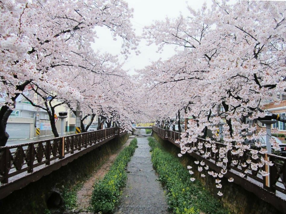 Nature Jinhae