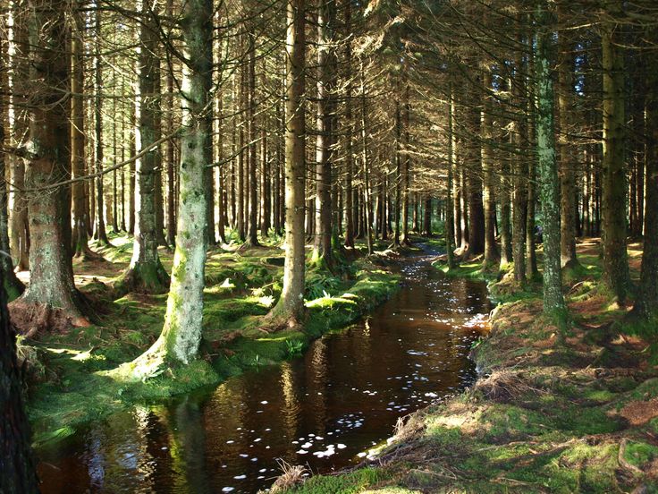 Galloway Forest Park