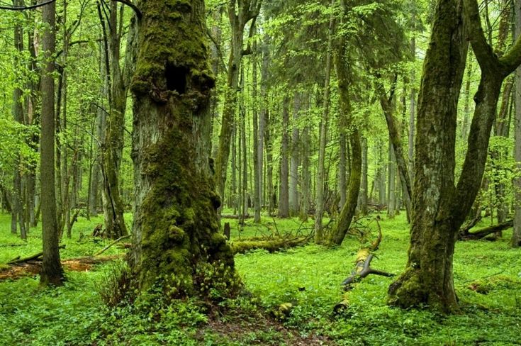 Bialowieza Forest