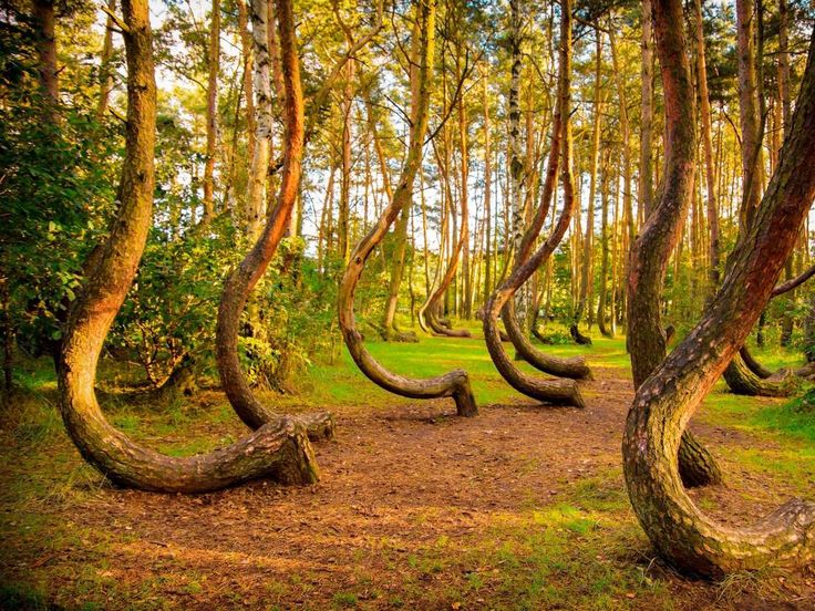 Crooked Forest