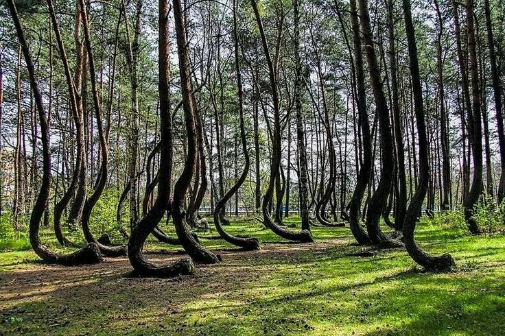 Wonderful Crooked Forest